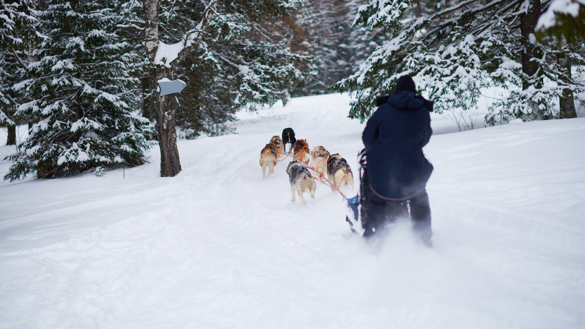 man-driving-dog-sled-team-through-snowy-forest-tra-2025-10-08-11-35-40-utc